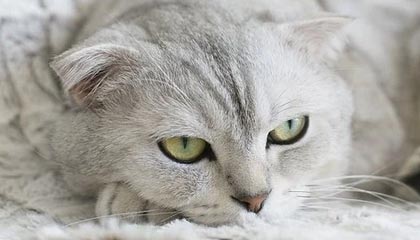 爱游戏游戏平台-IG新赛季启用双打野战术，追求多变节奏，ig首发打野