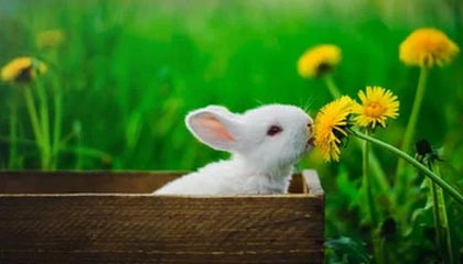 爱游戏服务-意甲球队多源数据融合优化中场传控效率，意甲传统强队