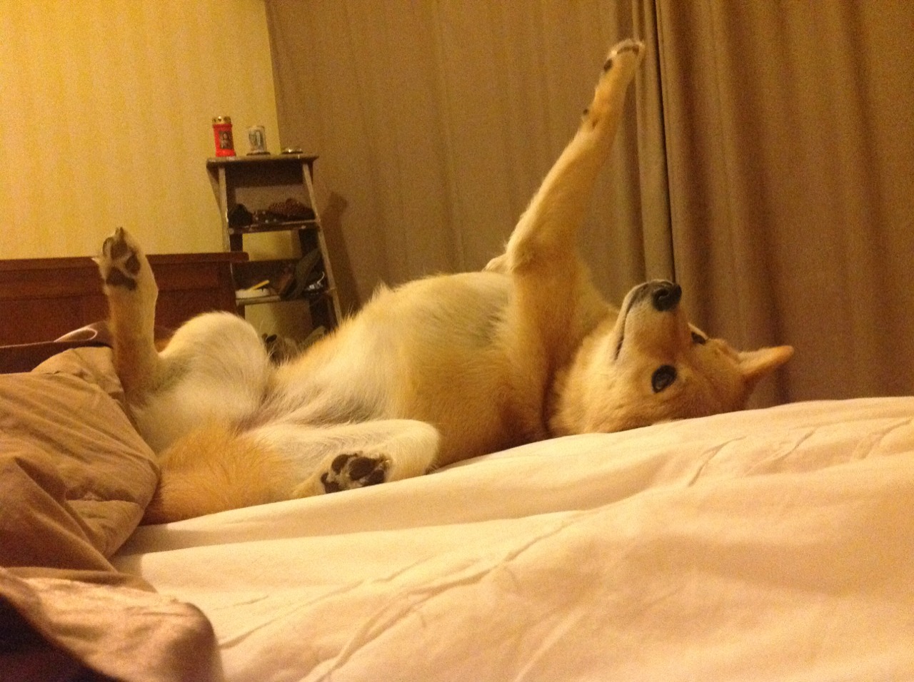 德甲火热开踢：拜仁慕尼黑持续领跑积分榜，拜仁慕尼黑德国队