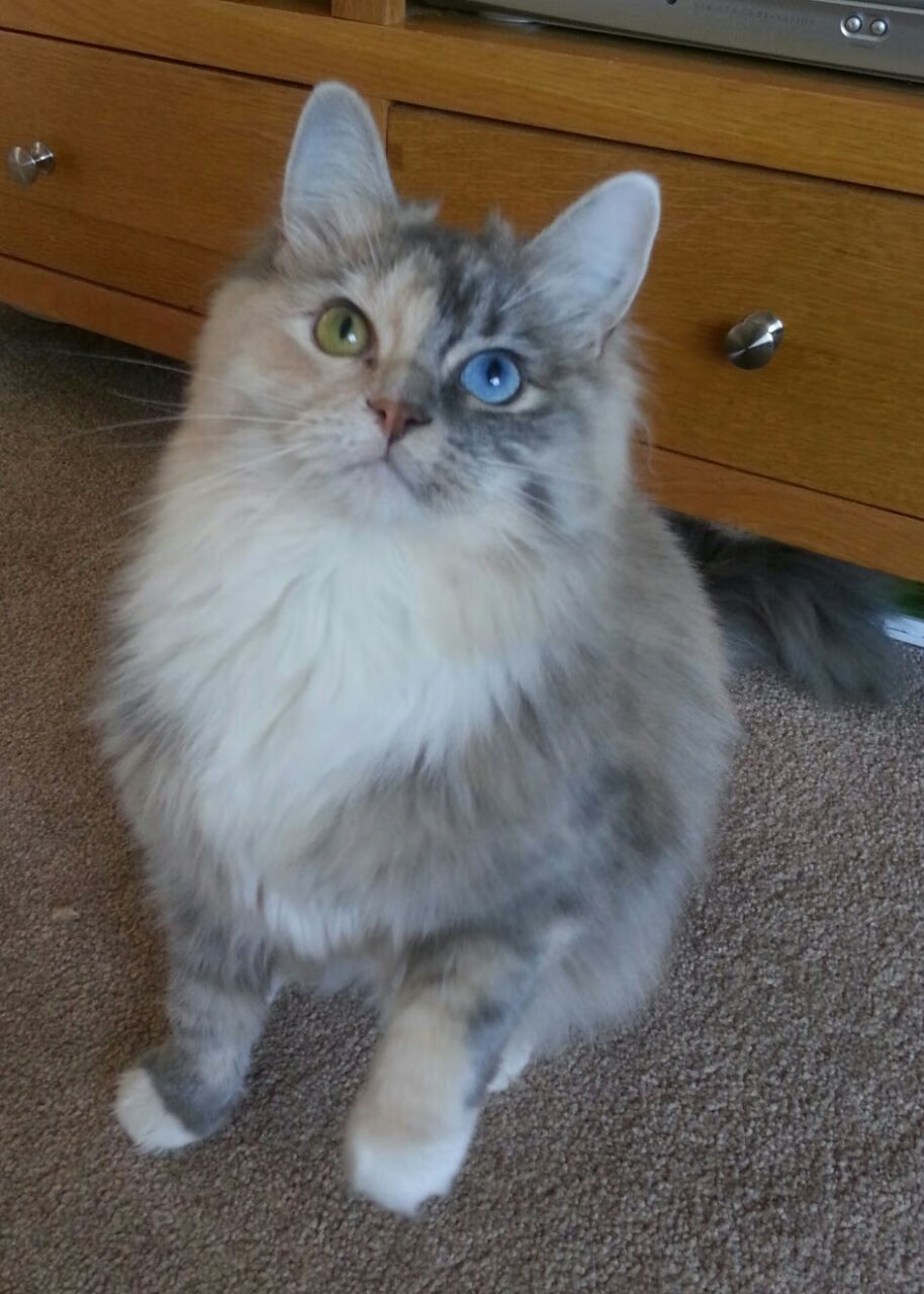 德甲俱乐部生态场地改造对社区环境的贡献分析