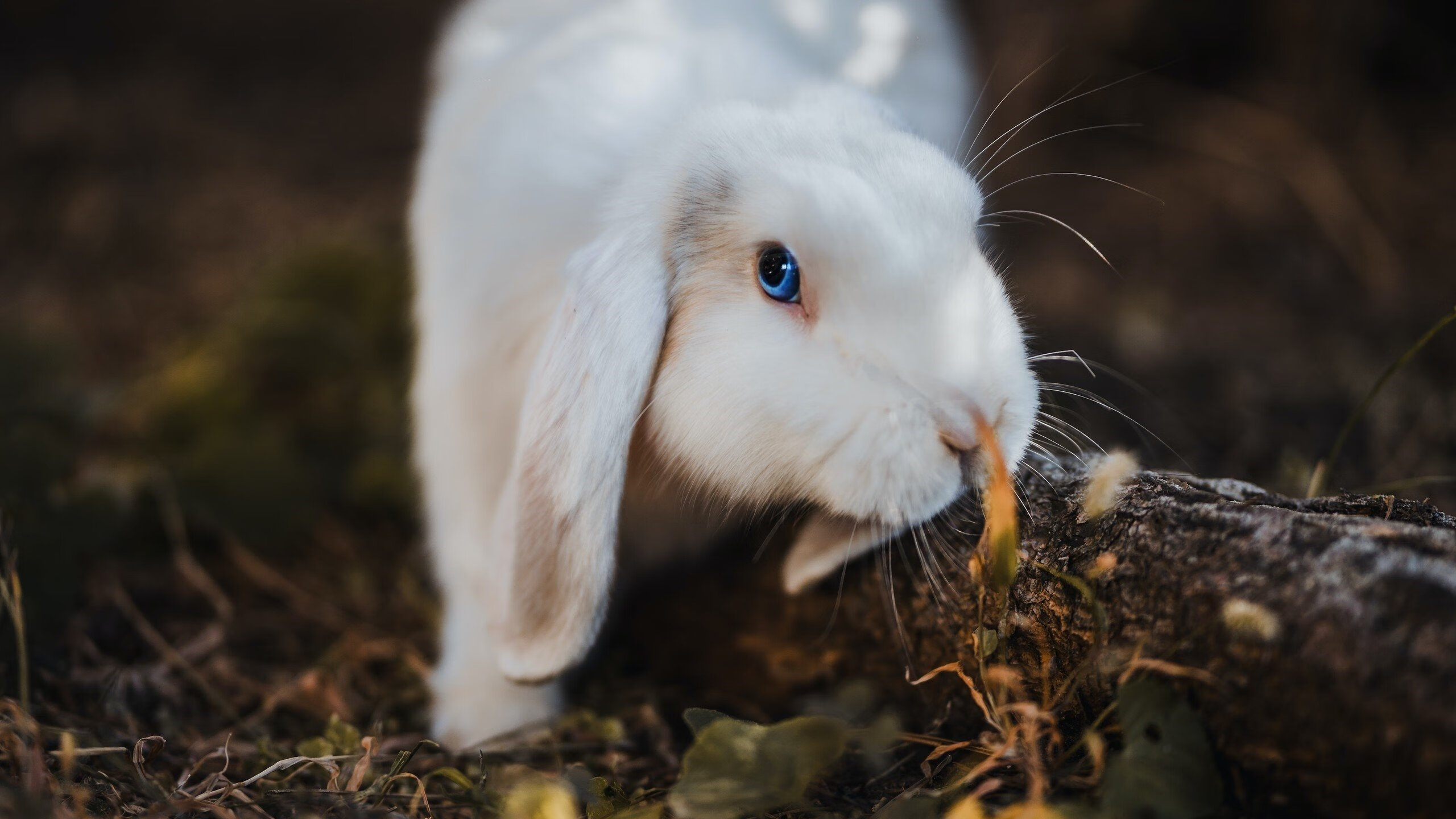 法甲球队通过多维跑动数据优化防守转移效率分析
