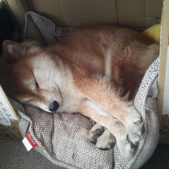 篮球专项动作捕捉技术创新及应用实践,篮球抓拍技巧