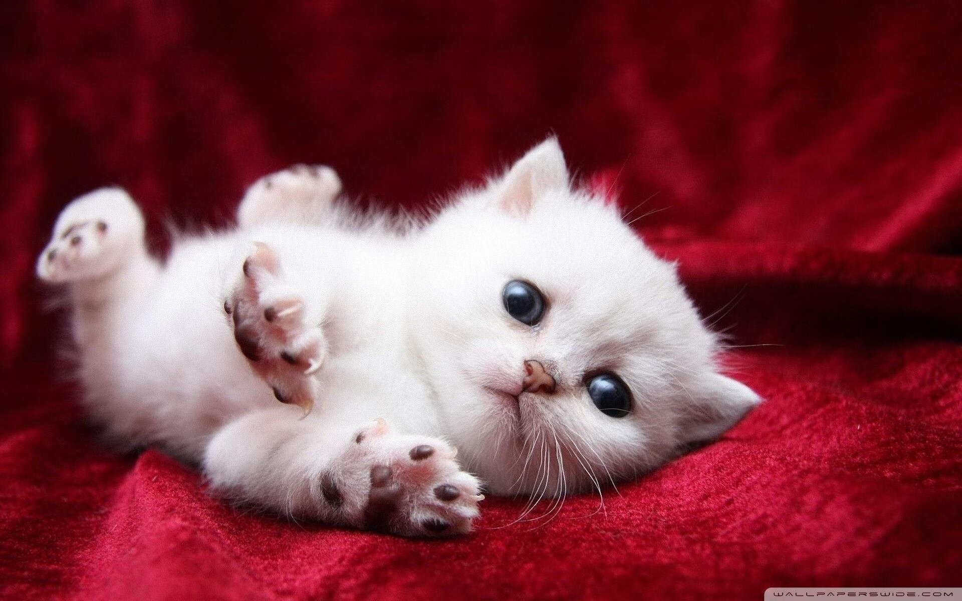 英超比赛中防守动作的生物力学分析及训练改进,英超最佳防守队员