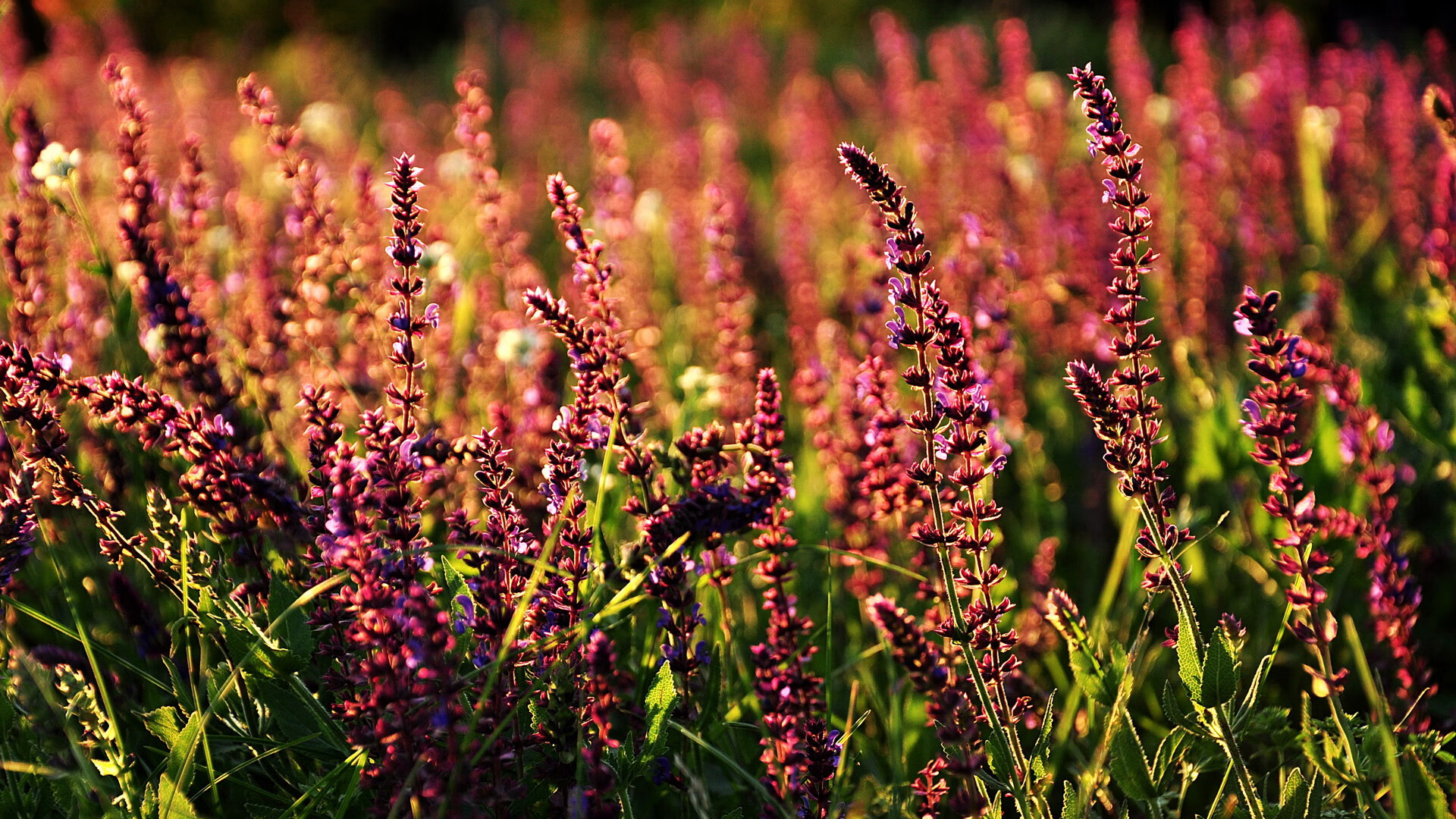 中国男篮备战世界杯 球员状态调整到位,中国男子篮球世界杯