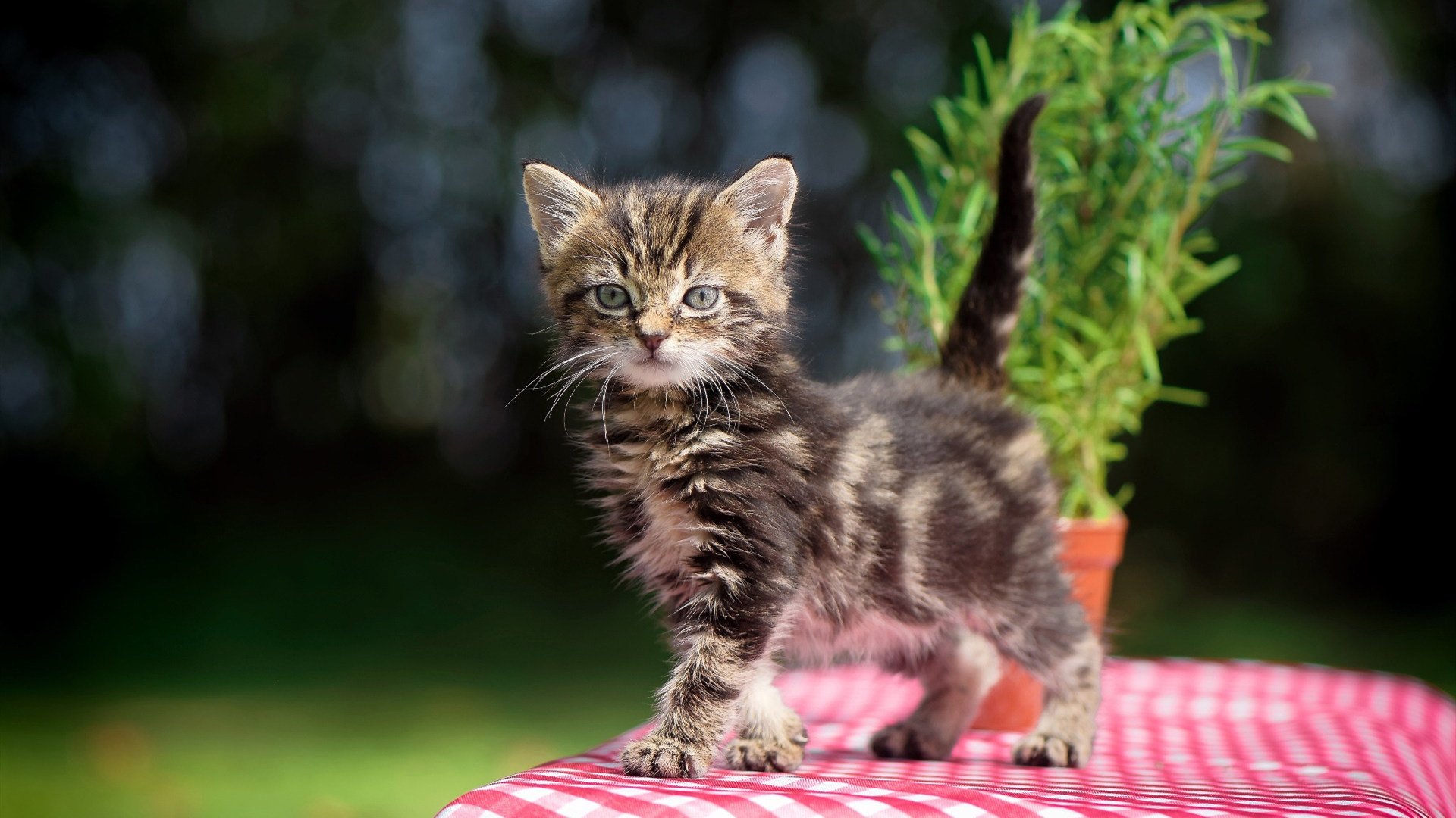 中国香港队的未来之路:如何培养更多年轻球员接班乒乓巨星,香港队乒乓球男队员名单