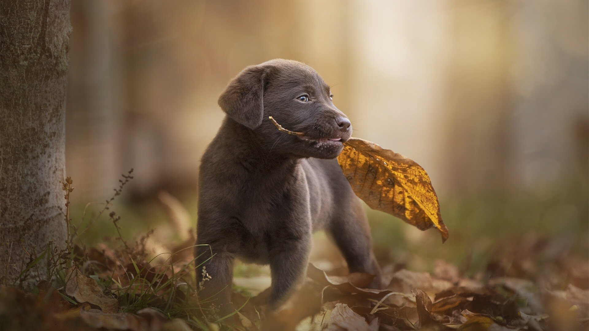 人工智能助力乒乓球战术模拟训练，人工智能乒乓球机器人
