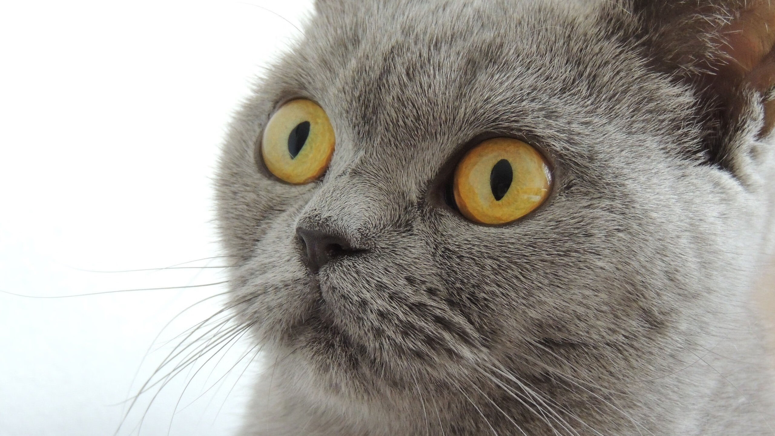 国际米兰高位拦截有效破坏对手节奏,国际米兰高层