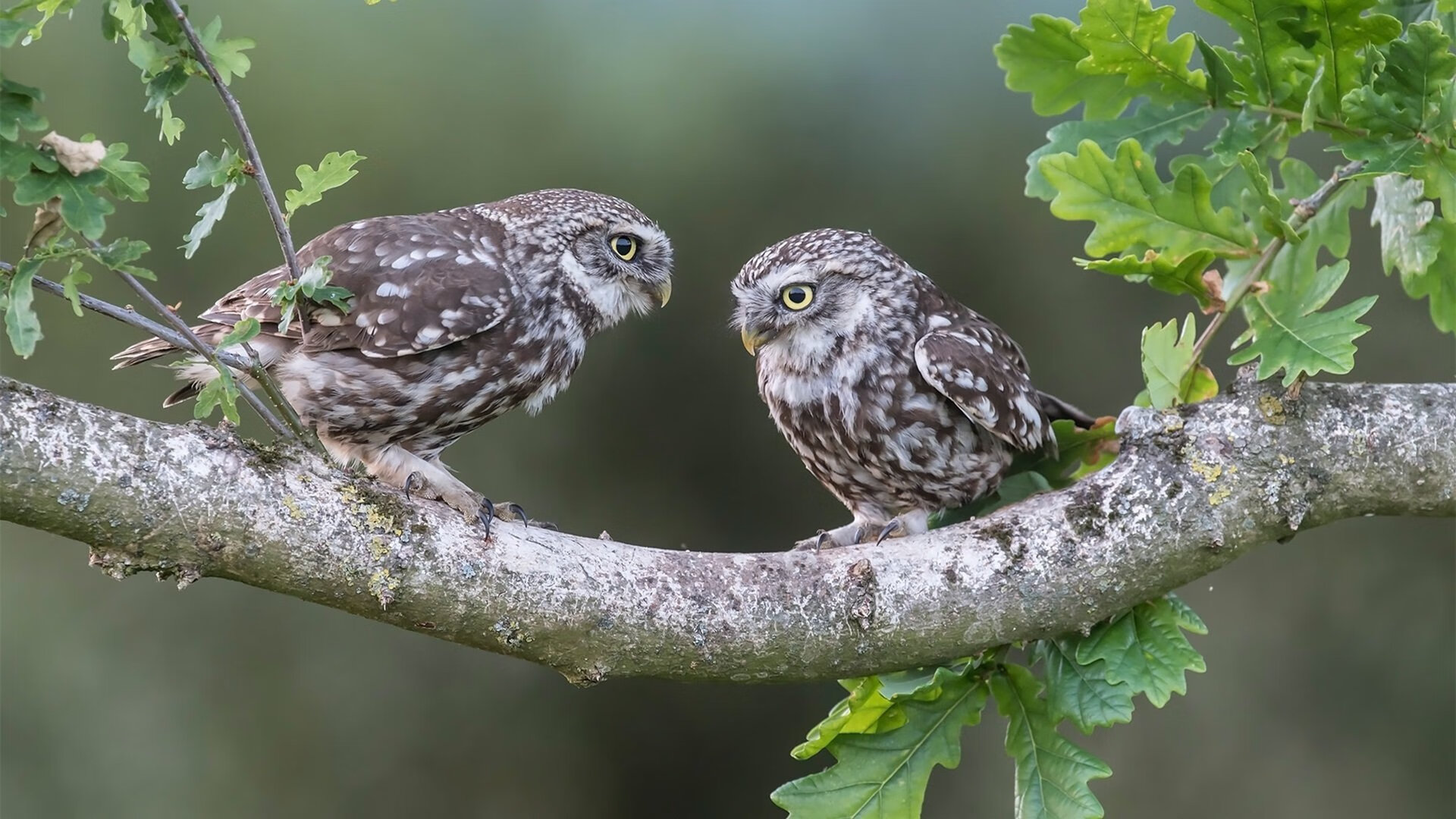 爱游戏中国-埃及队未来发展：如何在世界乒乓赛场上占据一席之地，埃及的乒乓球